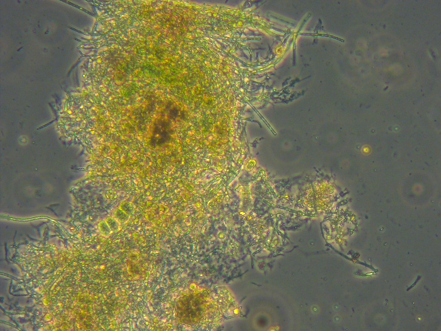 Algae - algal cells before cell disruption.