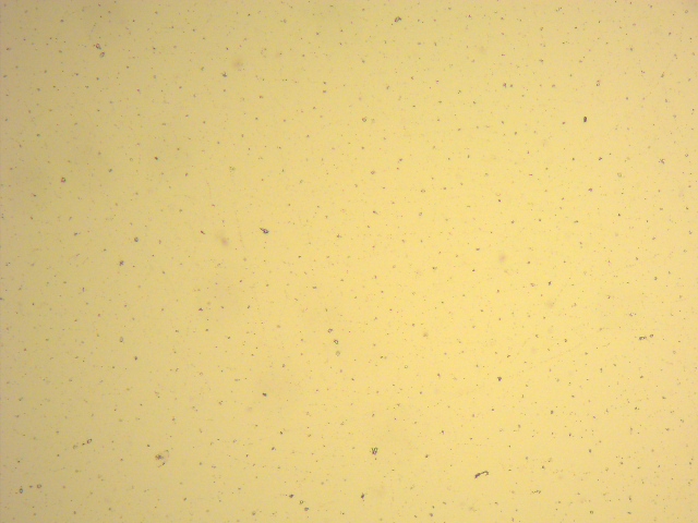 microalgae cells after cell lysis - homogenizer