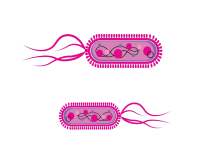 E.coli - Bacteria
