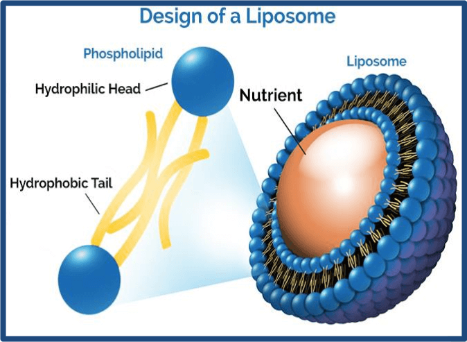 design structure of a Liposome